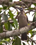 New Guinea Friarbird